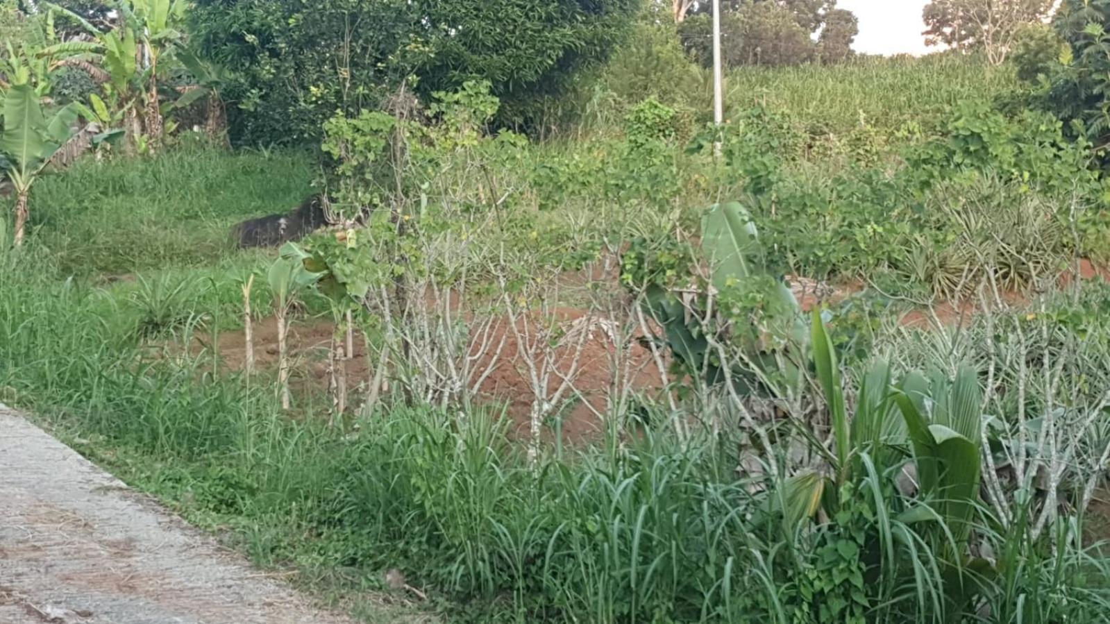Villa Les Mahoganys Riviere-Salee エクステリア 写真
